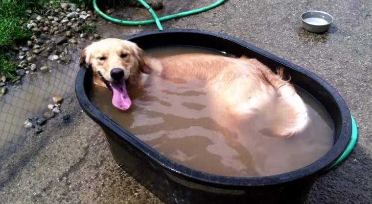 Regalano al cane una vasca da bagno: la sua reazione fa capire che non aspettava altro!