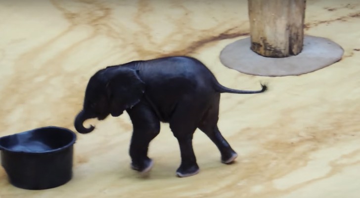 Een minuscuul olifantje ziet een emmer vol met water: het plezier dat het beestje hieraan beleeft is prachtig om te zien!