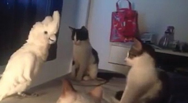 La vidéo la plus drôle d'un perroquet qui parle : écoutez ce qu'il dit à ses amis les chats!