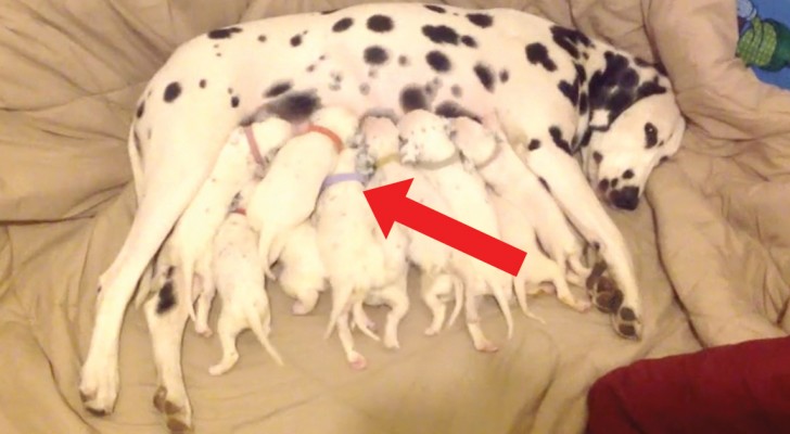 Mamma dalmata allatta i suoi 12 cuccioli: tenete d'occhio quello con il collarino viola!