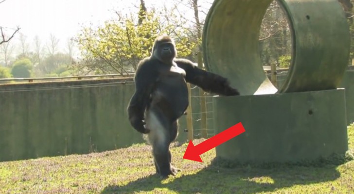 De hele wereld kijkt naar deze gorilla. Waarom? Kijk maar naar de manier waarop hij loopt...