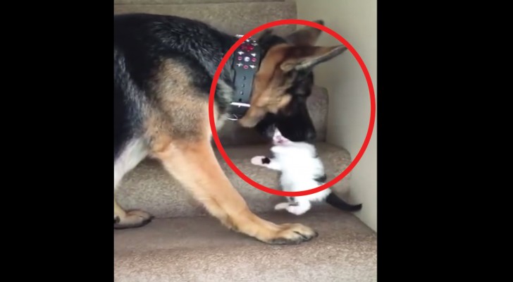 Kattungen klarar inte av att gå upp för trappan: hunden hjälper den på ett jättesött sätt