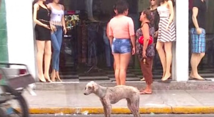 Este cão faminto era ignorado por todos, mas alguém decidiu prestar atenção nele...