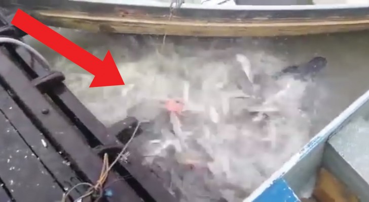 Il lance des morceaux de viande dans la rivière: l'assaut des piranhas ressemble à un film d'horreur