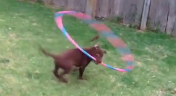 Le chien prend dans la gueule le hula hoop. Que fait-il après? Incroyable!