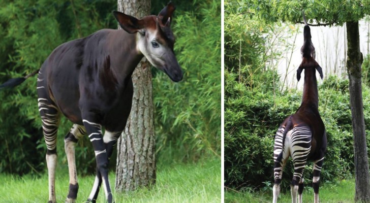 On l'appelle l'okapi, « la girafe des forêts »: le voici dans toute sa fragile splendeur.