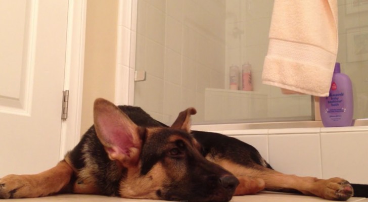 Son maître chante sous la douche: la réaction du gros chien est irresistible!