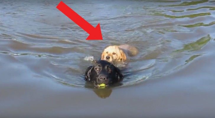 De eerste duik van een pup in het water is schattig, maar wat zijn vriend doet is nog schattiger!