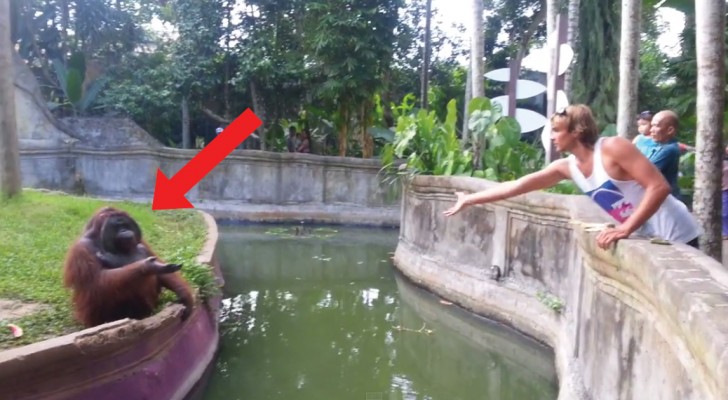 He playfully throws some food to an orangutan -- its reaction is stunning!