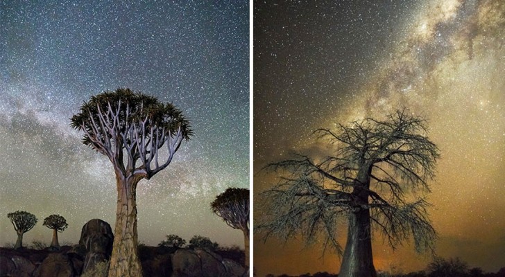 Cerca gli alberi più antichi del mondo e li ritrae con il cielo stellato: il risultato è mozzafiato