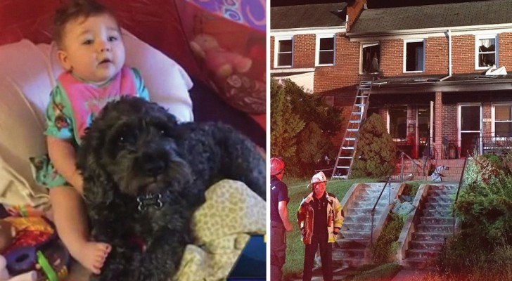 Una casa viene avvolta dalle fiamme: ciò che fa il cane è da vero eroe