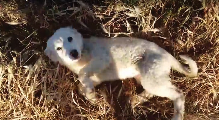 Dit hondje werd achtergelaten in een veld: als iemand hem vindt, is hij uitzinnig van vreugde!