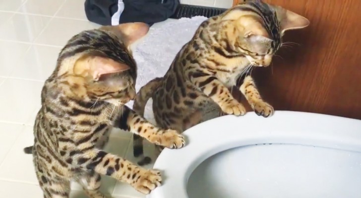 Due gatti del Bengala e il getto dell'acqua del bidet: il divertimento è assicurato!