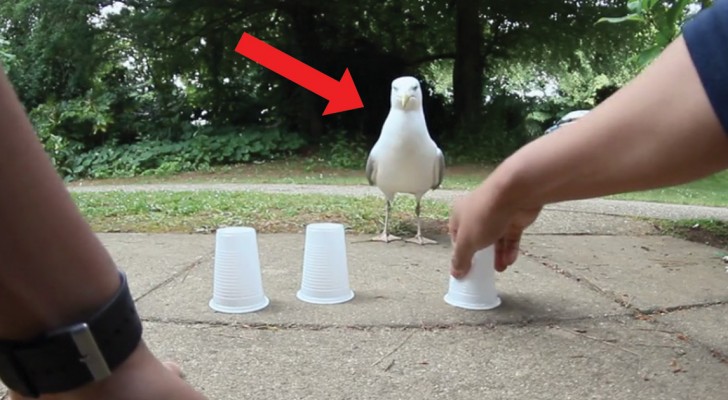 Desafia a la gaviota con el juego de los 3 vasos: tengan atencion a sus movimientos...