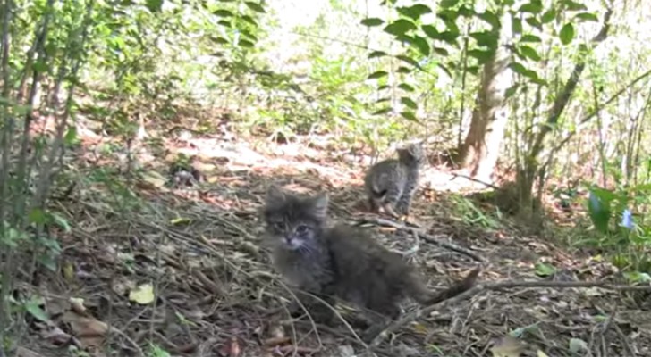 Trovano 4 gattini da soli nel bosco: il seguito è emozionante