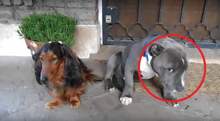 Alguno se ha comido una plantilla: la reaccion de los perros al interrogatorio es PARA ADMIRAR!