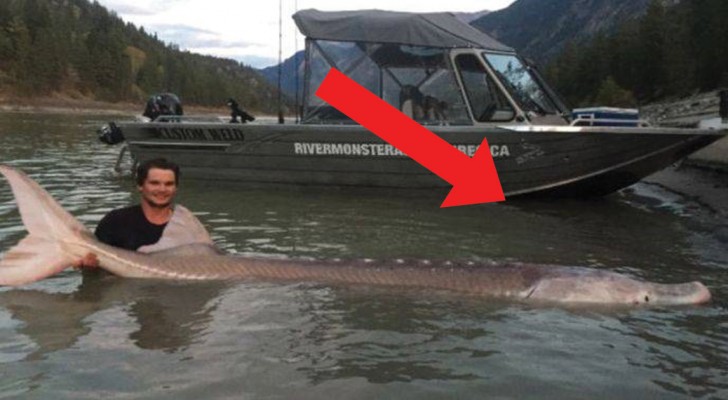 A 19-year-old boy catches a record-breaking sturgeon fish! 