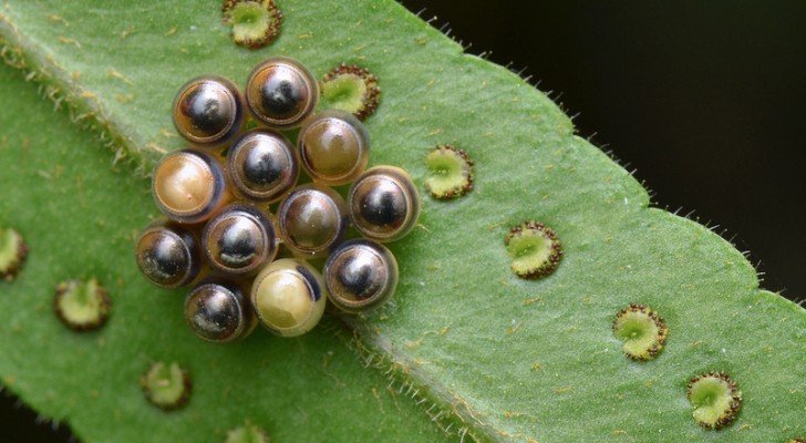 Perle, caramelle e piccoli vasi: ecco le uova degli insetti come non le avete mai viste