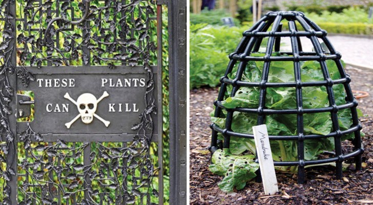 Plantes toxiques en provenance du monde entier : découvrez avec nous le « jardin des poisons »