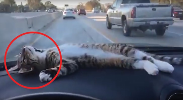 Porta il gatto in auto in macchina, ma non immaginava che l'animale avrebbe reagito così...