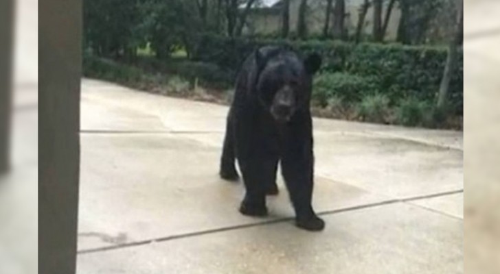 A scary experience --- meeting a bear unexpectedly!