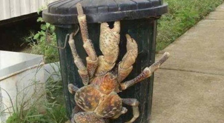 Oubliez les pagurus délicats : ce crabe gigantesque arrive à ouvrir des noix de coco!