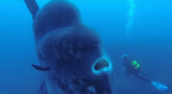 Mergulham para explorar o fundo do mar e encontram um peixe gigantesco!